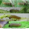 arg niobe larva1 volg